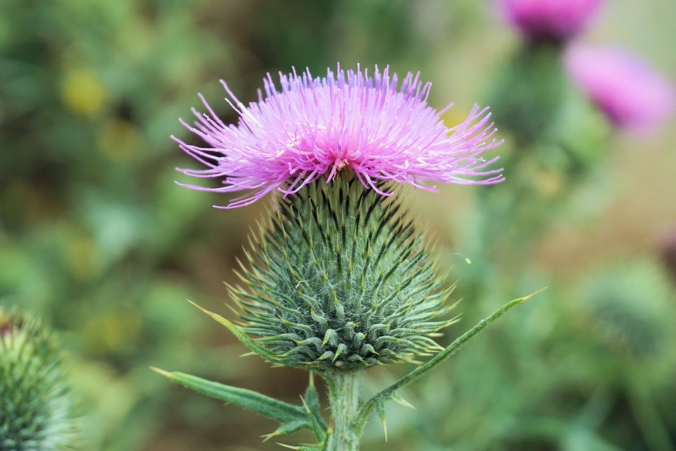 Beautiful Flowers beautiful image beautiful photo