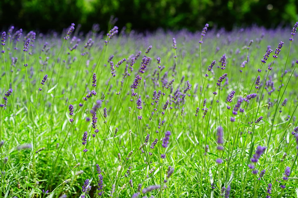 Agriculture beautiful flowers blooming
