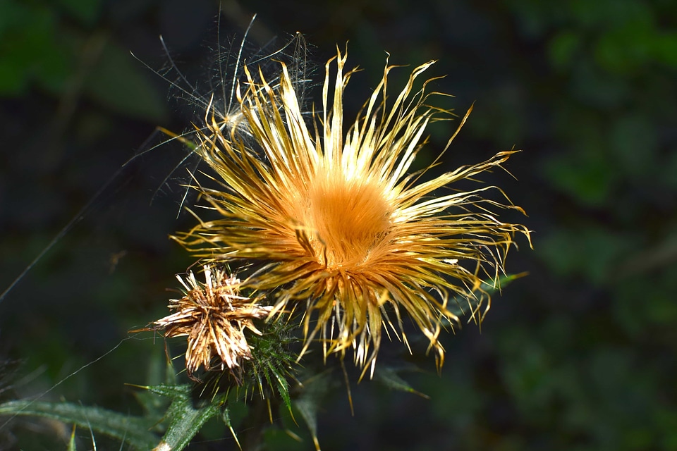 Beautiful Flowers blooming blossom
