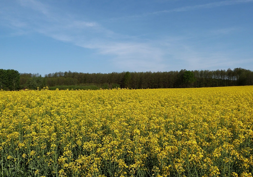 Agriculture beautiful flowers blooming