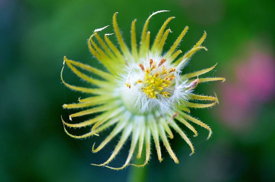 Beautiful Flowers beautiful image beautiful photo