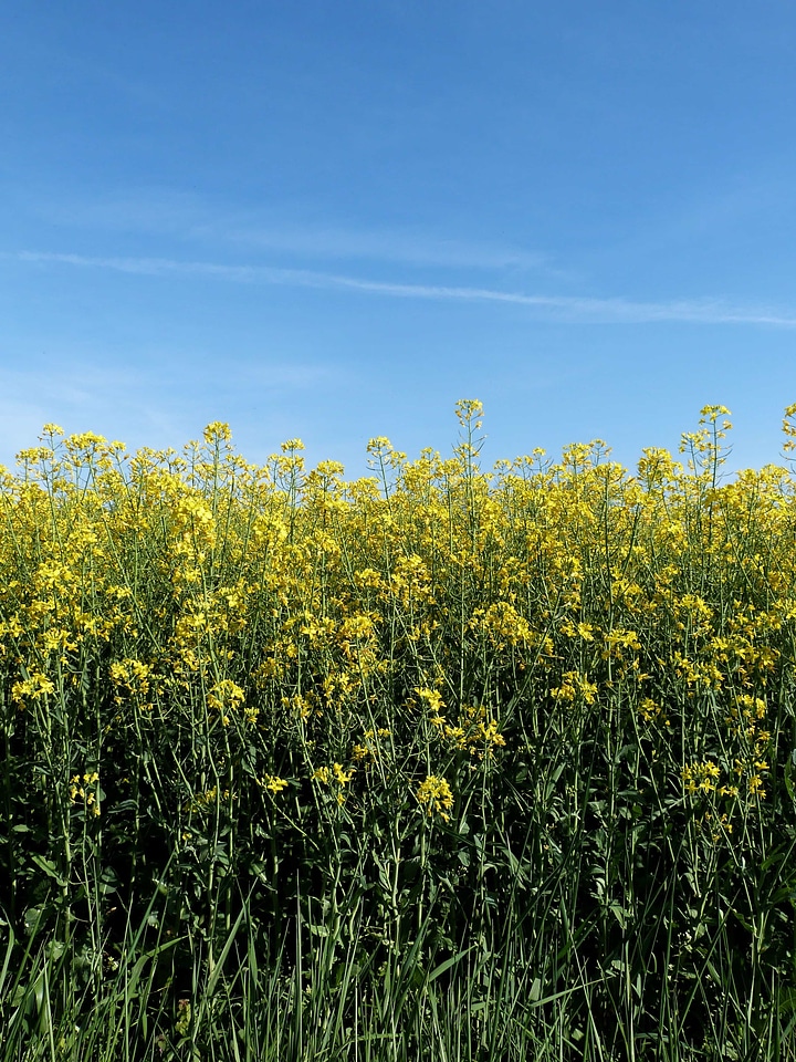 Agriculture beautiful flowers blooming