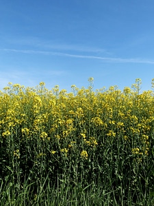 Agriculture beautiful flowers blooming photo