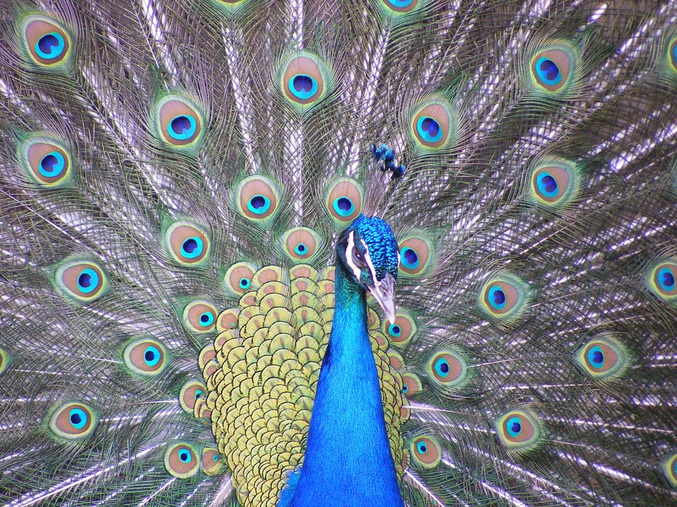 Wingtip toys blue feather