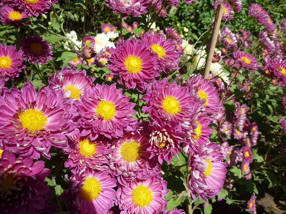 Beautiful Flowers bloom blooming
