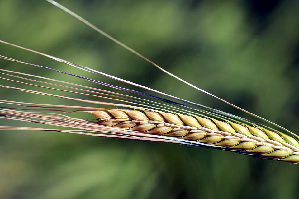 Agriculture daylight food