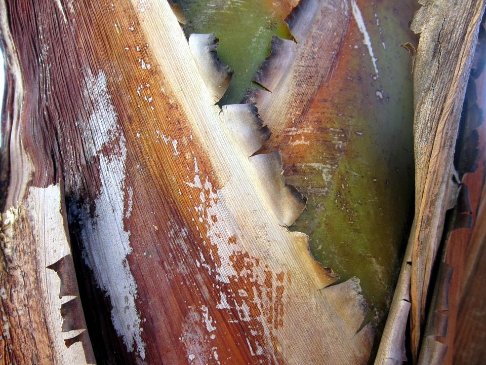 Detail landscape leaf