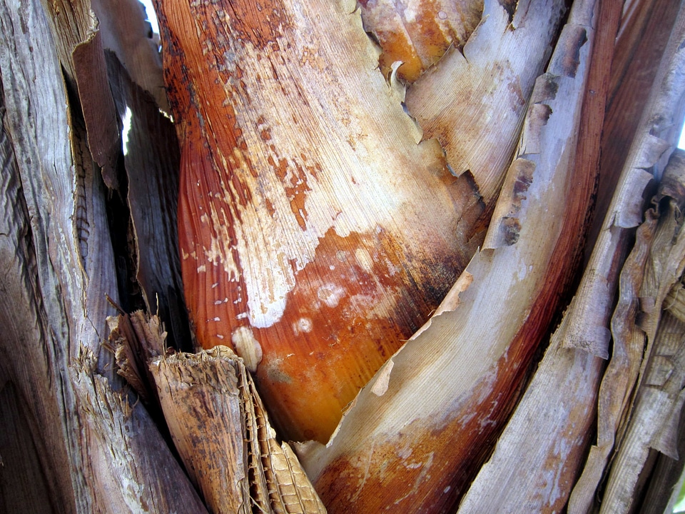 Bark detail landscape