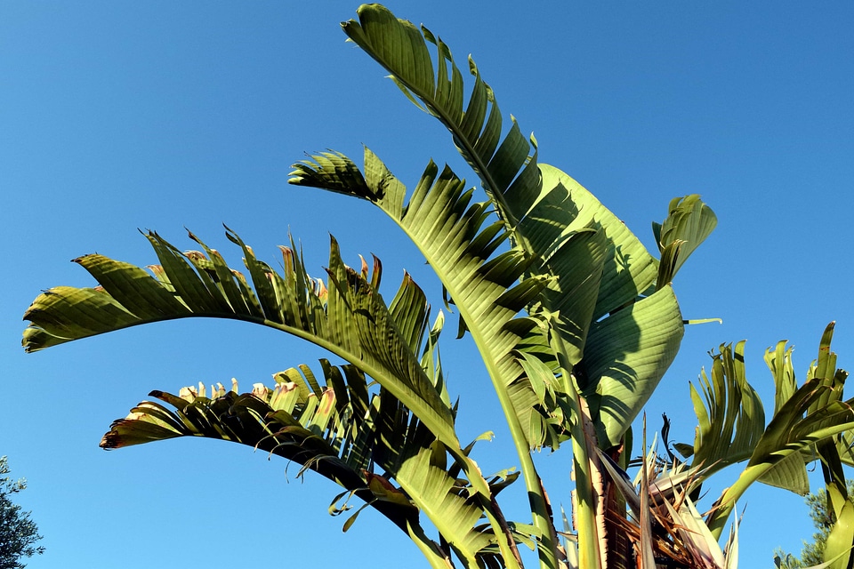 Blue Sky daylight flora