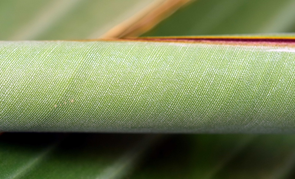 Detail green green leaf