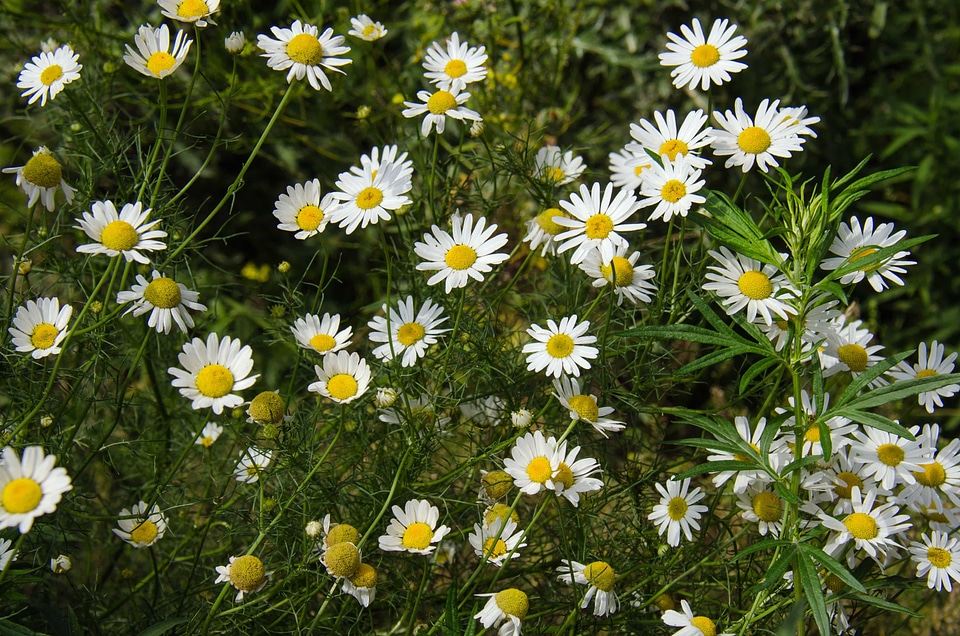 Beautiful Flowers bloom blooming