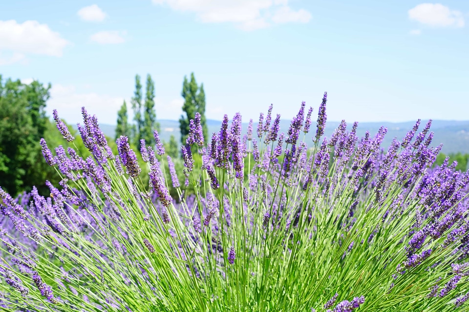 Agriculture aromatherapy beautiful flowers