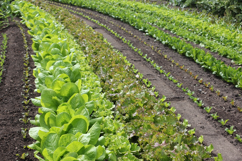 Discount planting green