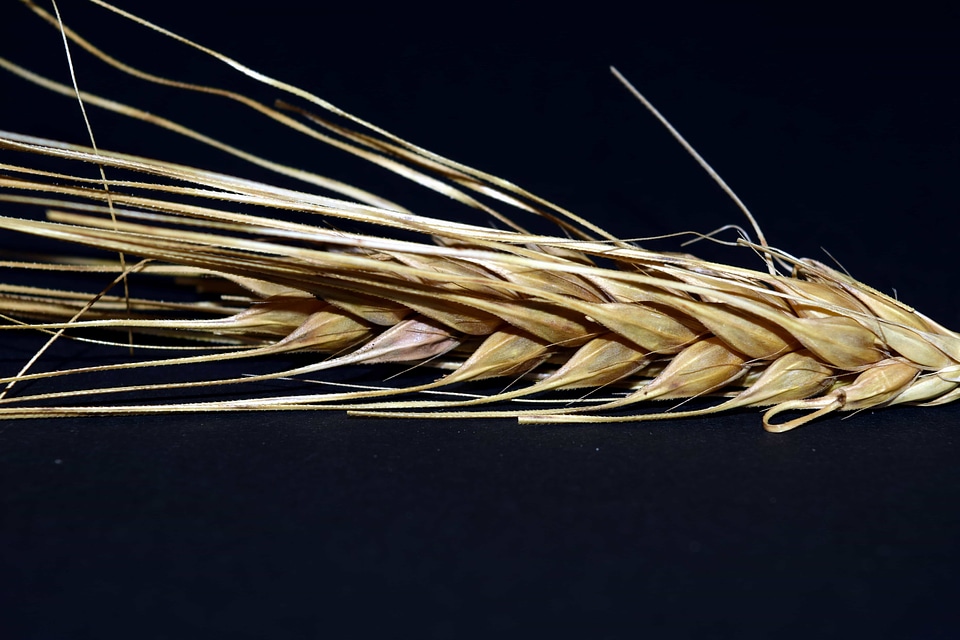 Agriculture cereal dark