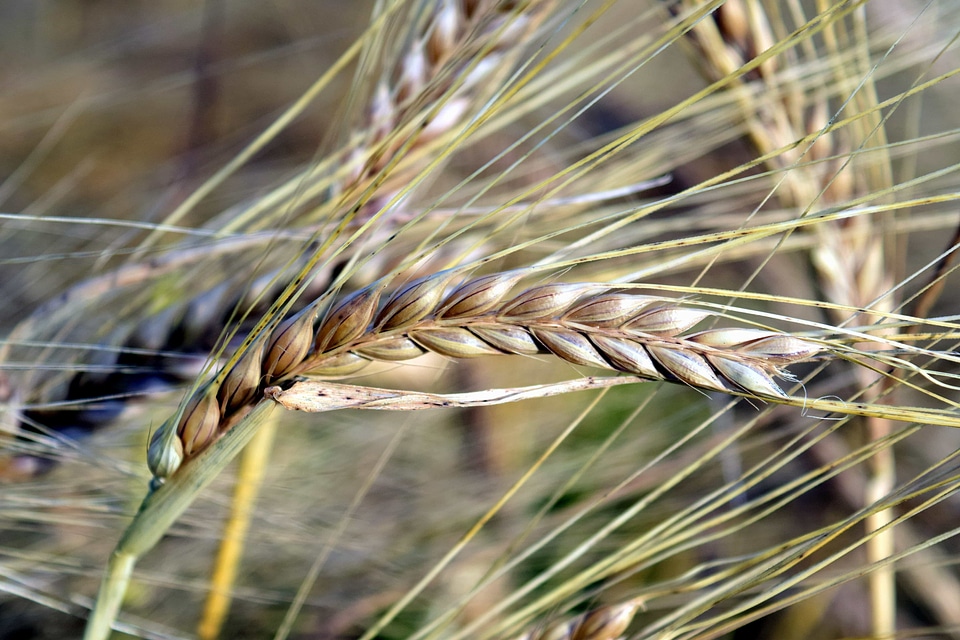 Agriculture beautiful photo cereal
