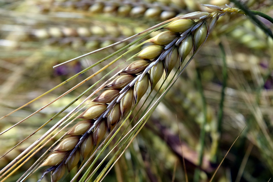 Agriculture brown cereal