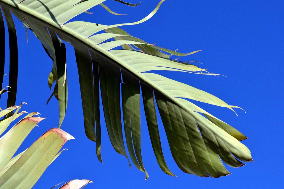 Daylight green green leaf