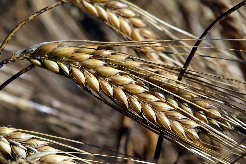 Agriculture beautiful photo brown