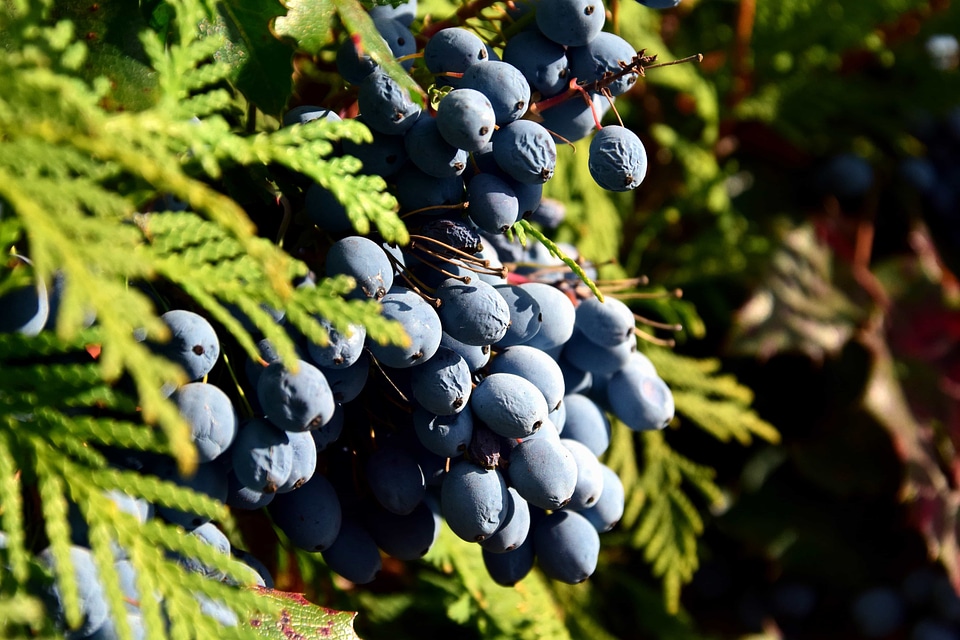 Berry blackberry branch