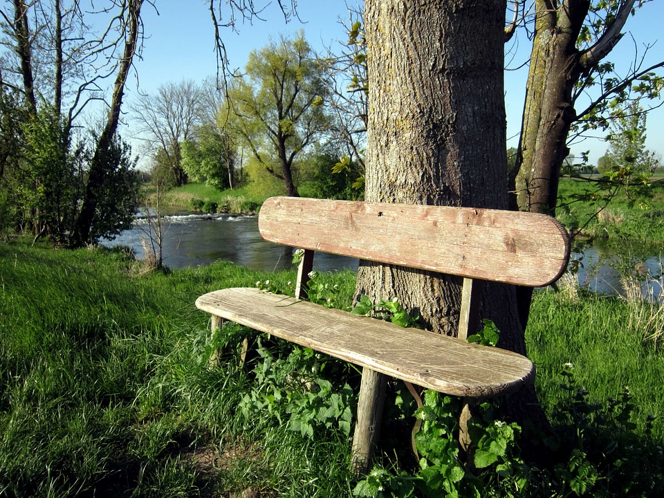 Bench flora foliage