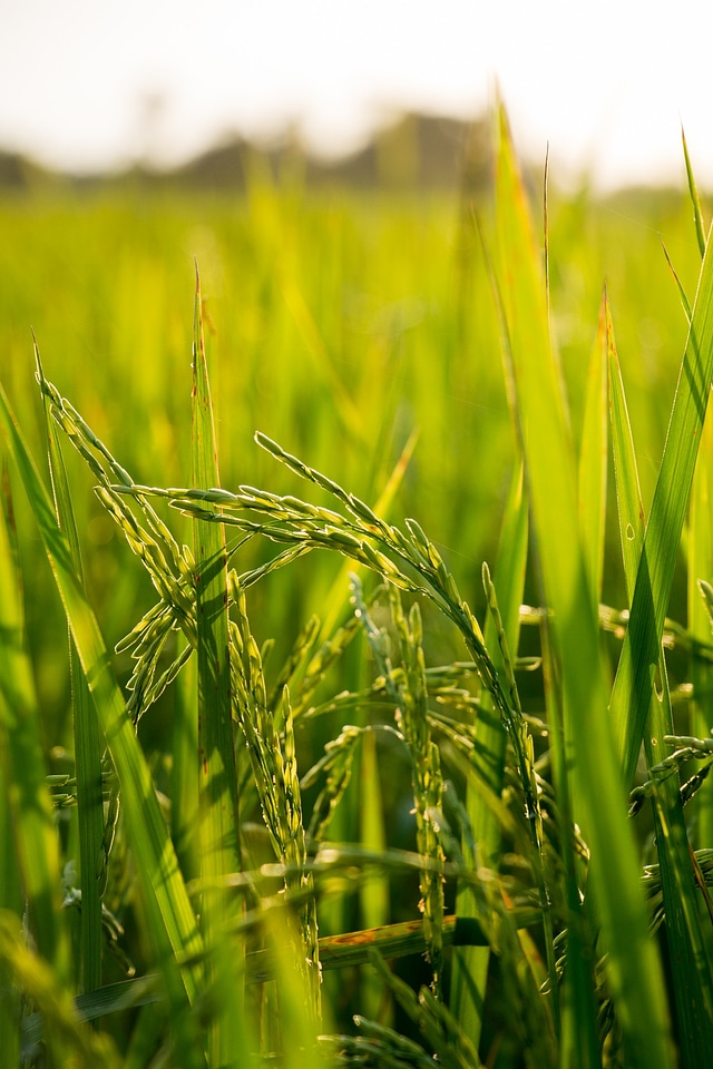 Nature plant asia