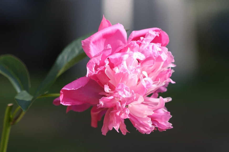 Beautiful beautiful flowers beautiful image