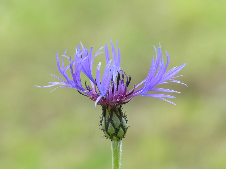 Beautiful Flowers beautiful image beautiful photo