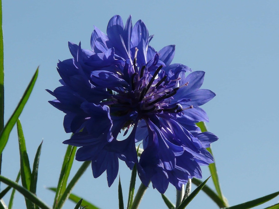 Beautiful Flowers biology bloom