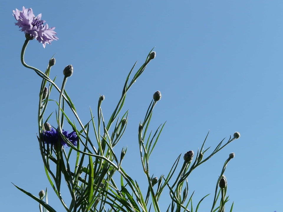 Beautiful Flowers biology blooming