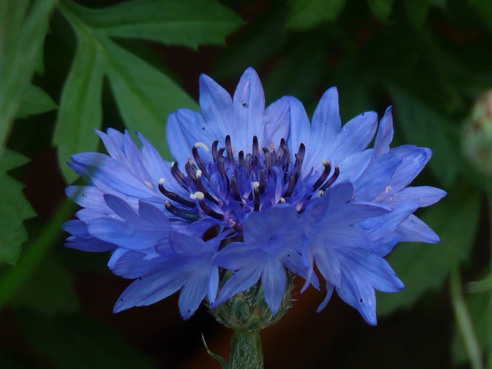 Beautiful Flowers biology bloom