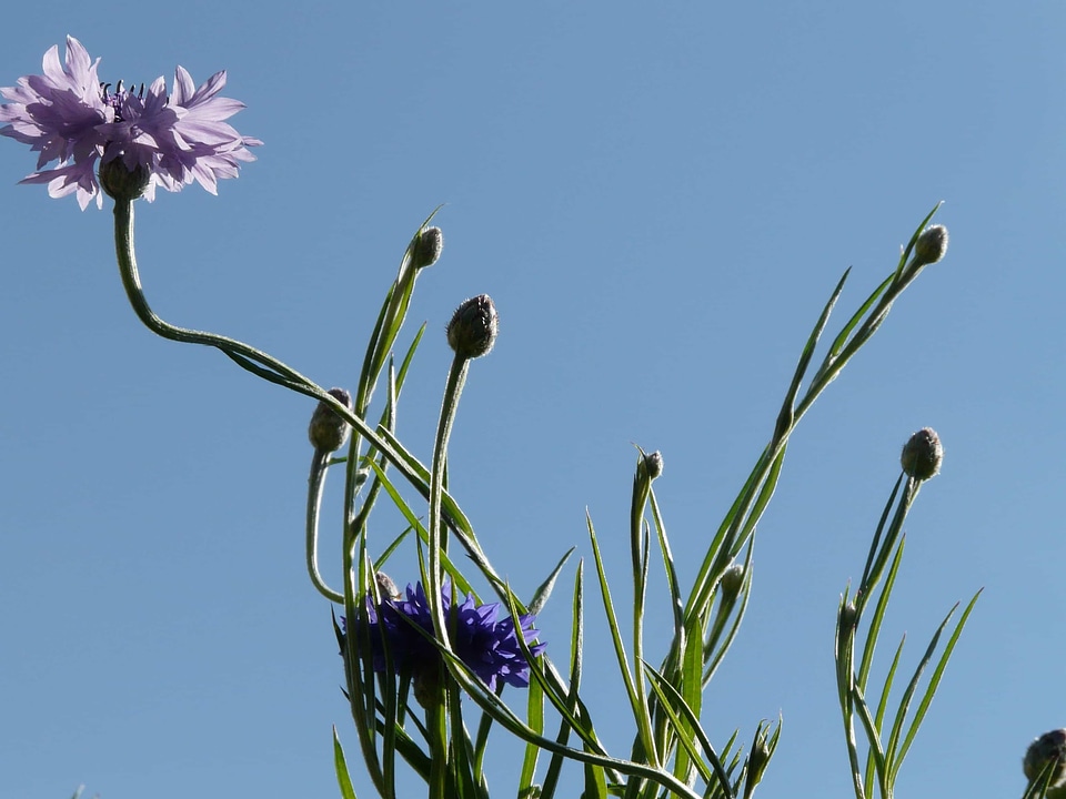 Beautiful Flowers biology blooming