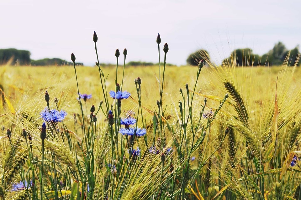 Agriculture beautiful flowers biology