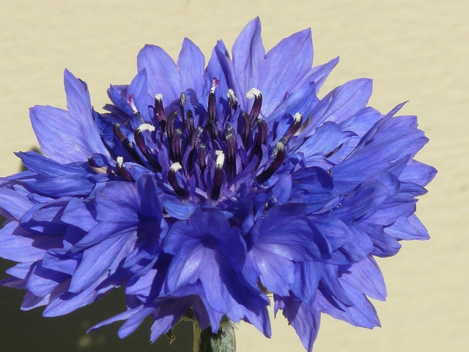Beautiful beautiful flowers beautiful photo