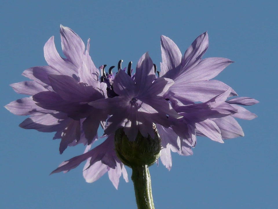 Beautiful Flowers beautiful image beautiful photo