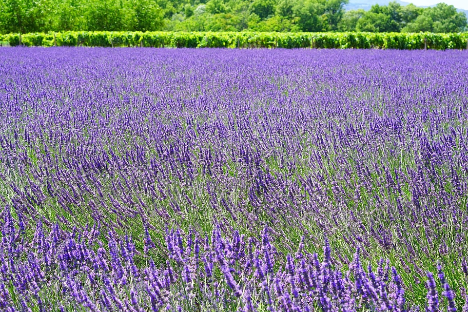 Agriculture beautiful flowers biology