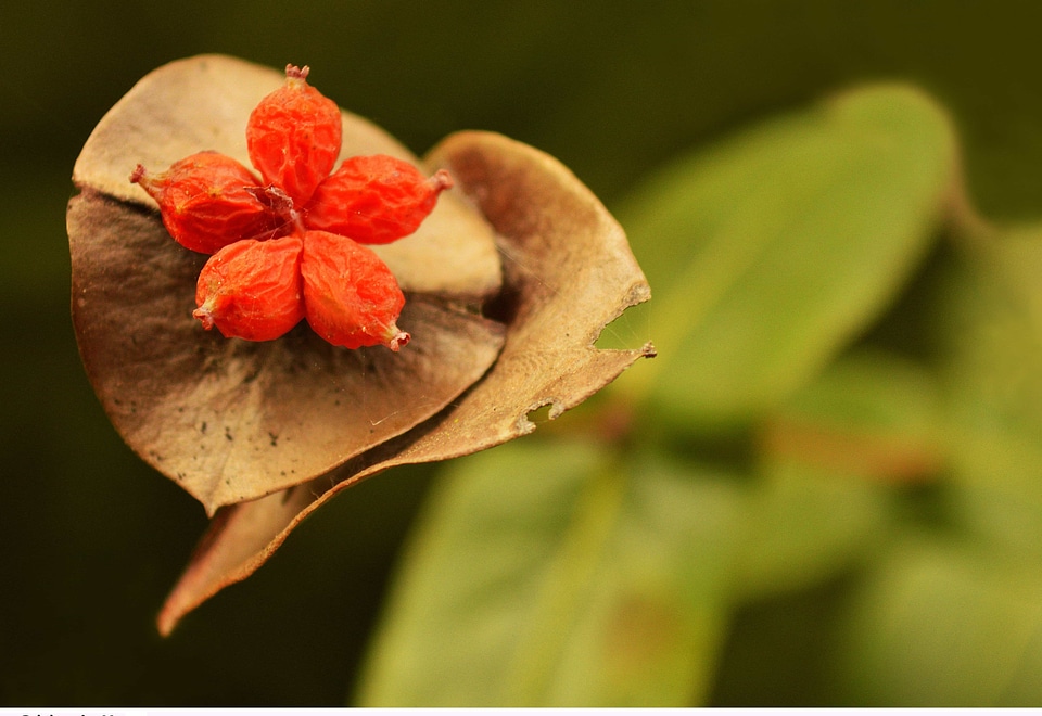 Beautiful Flowers biology blooming