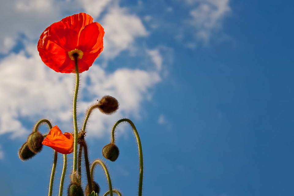 Beautiful Flowers beautiful photo biology