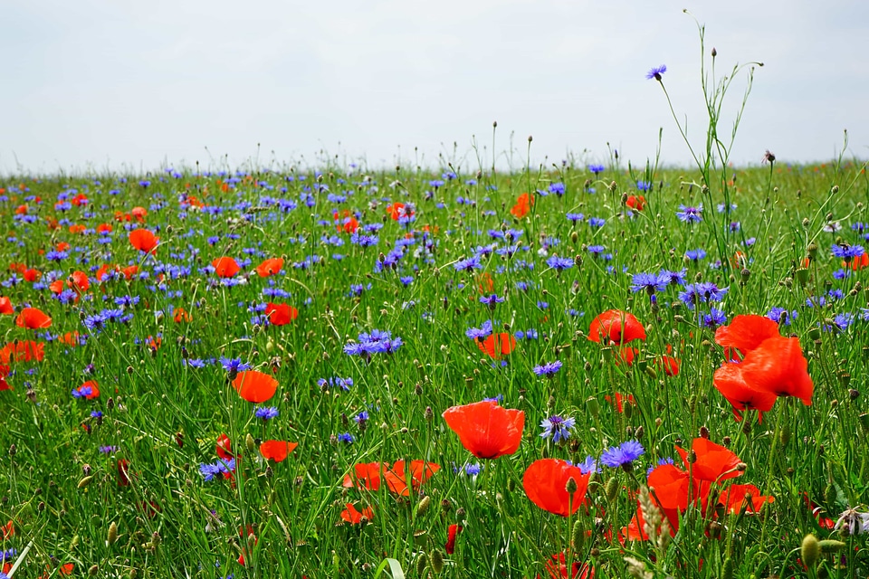 Agriculture beautiful flowers biology