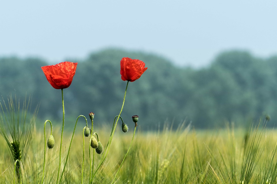 Agriculture beautiful flowers beautiful image