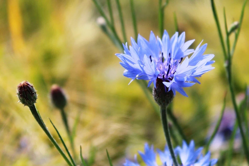 Beautiful Flowers beautiful image beautiful photo