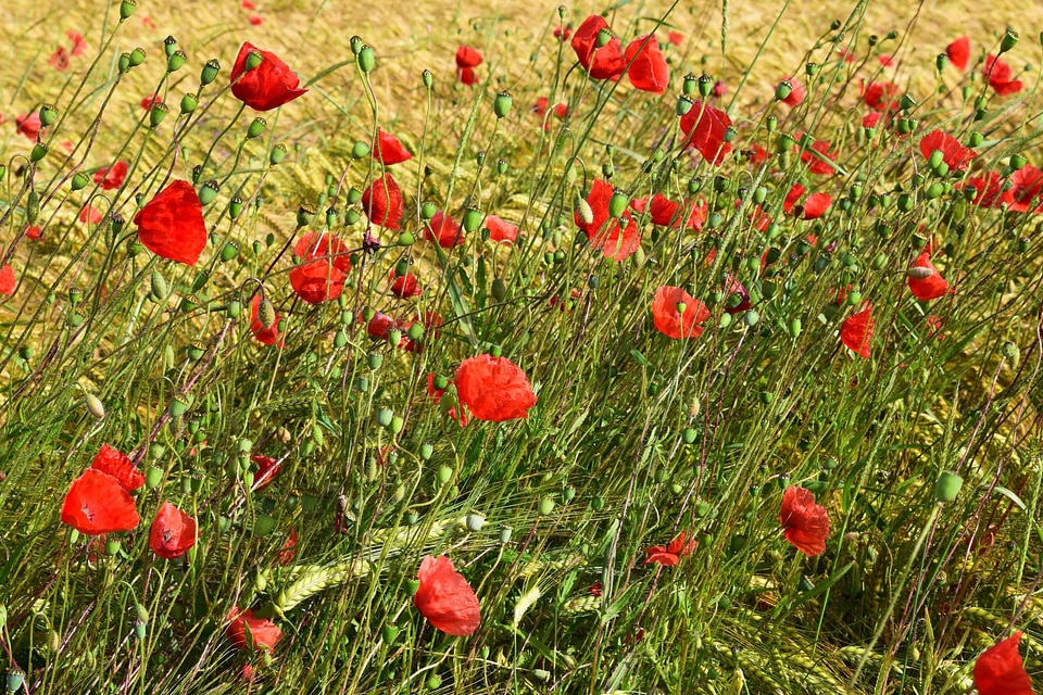 Agriculture beautiful flowers biology
