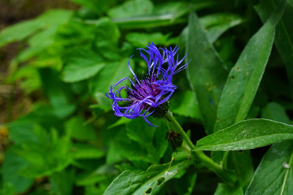 Beautiful Flowers biology bloom
