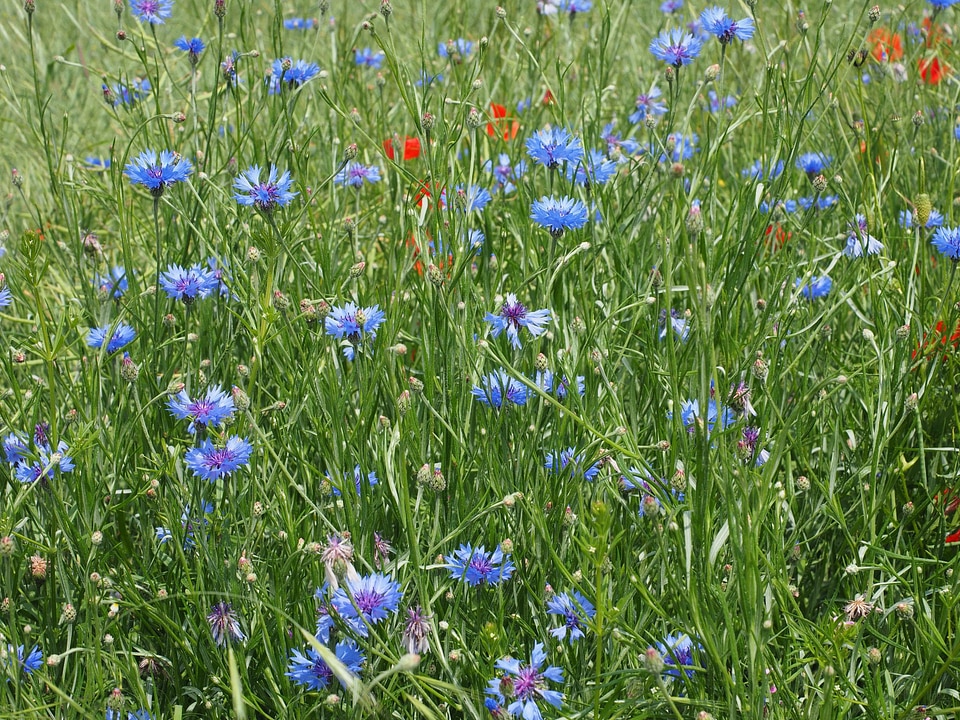 Agriculture beautiful flowers biology