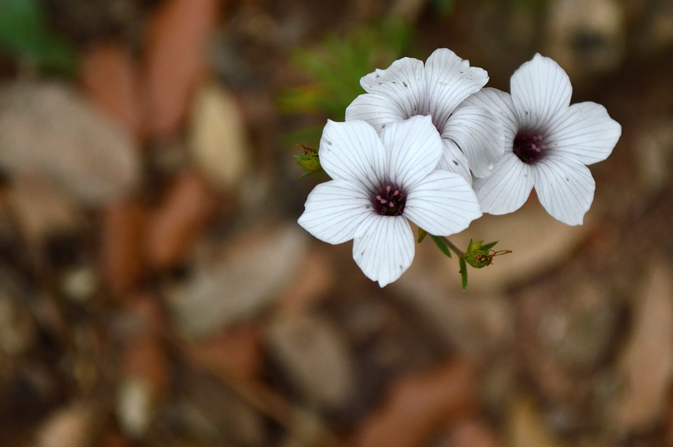 Beautiful Flowers biology bloom
