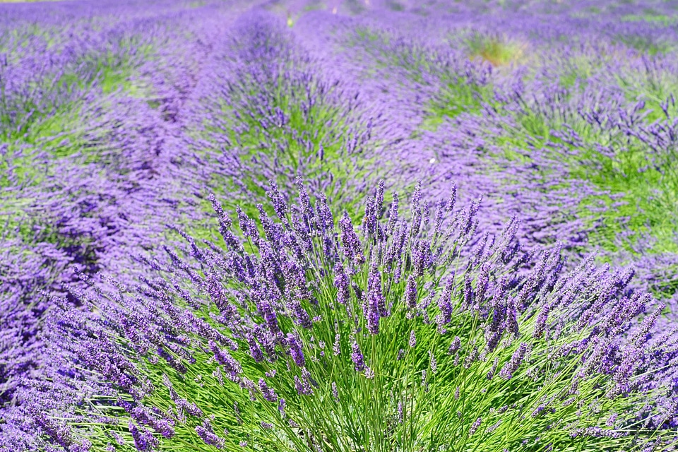 Agriculture aroma beautiful flowers