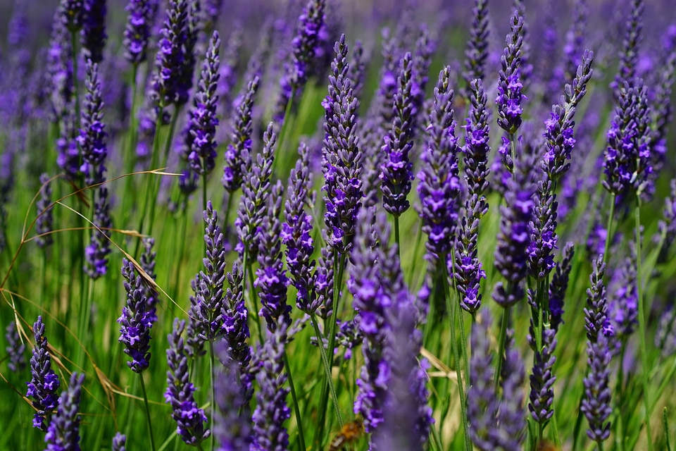 Agriculture aroma aromatherapy