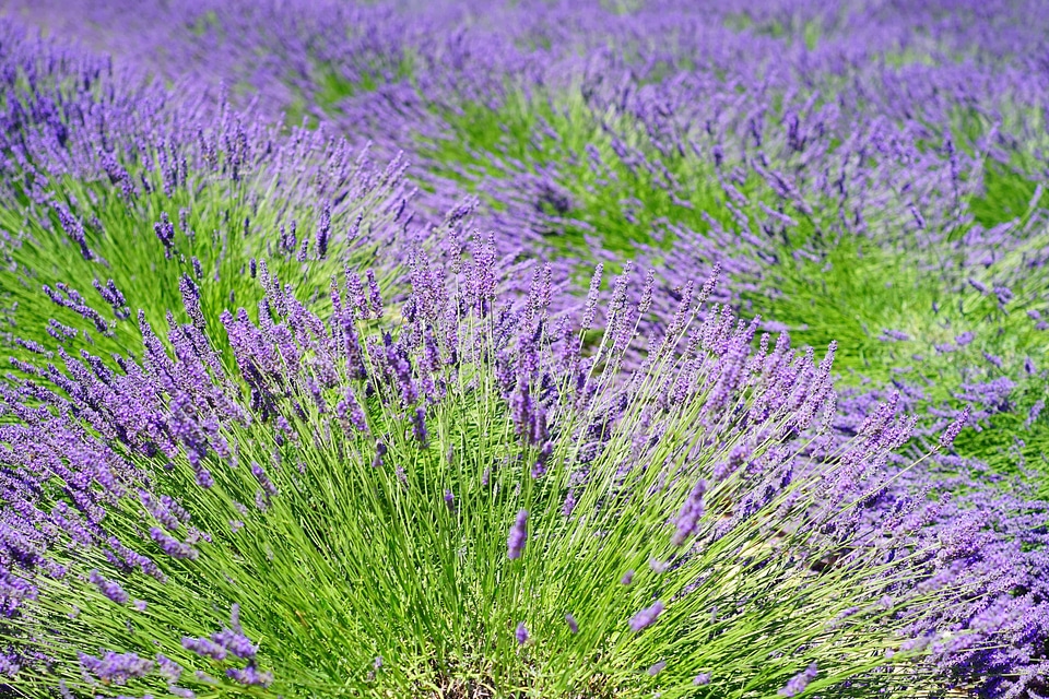 Agriculture aroma aromatherapy