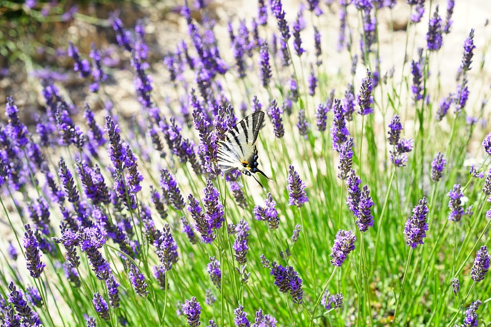 Agriculture aroma aromatherapy