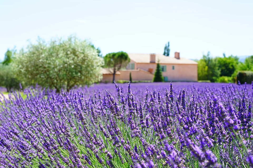 Agriculture aroma beautiful flowers