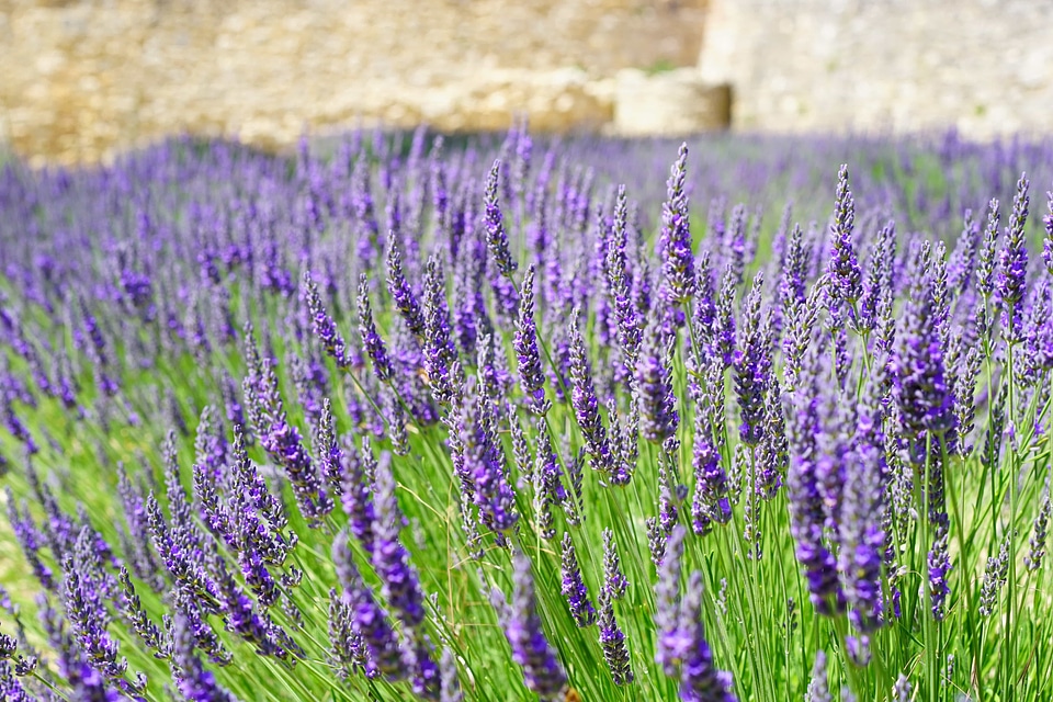 Agriculture aroma beautiful flowers
